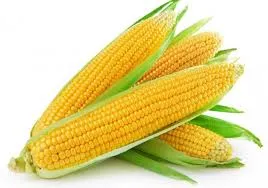 [2100185000005] SWEET CORN YELLOW